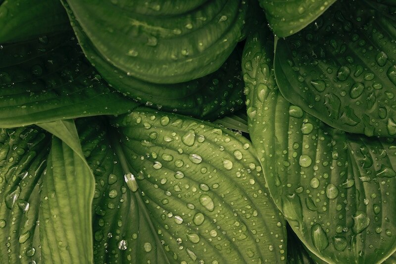 Ditch Your Squeaky-Clean Face Washing Routine For These Natural Alternatives